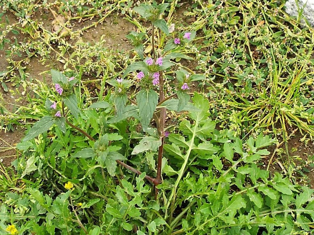 Galeopsis sp.  (Lamiaceae)