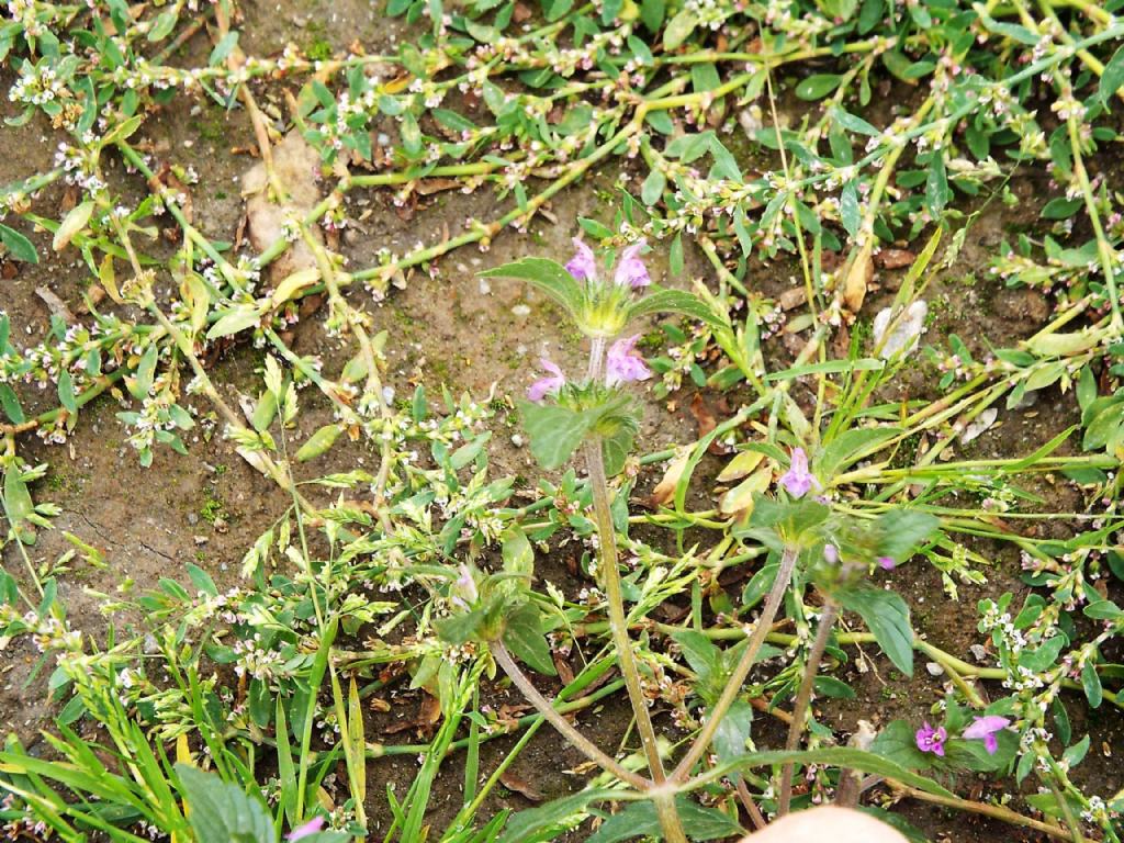 Galeopsis sp.  (Lamiaceae)