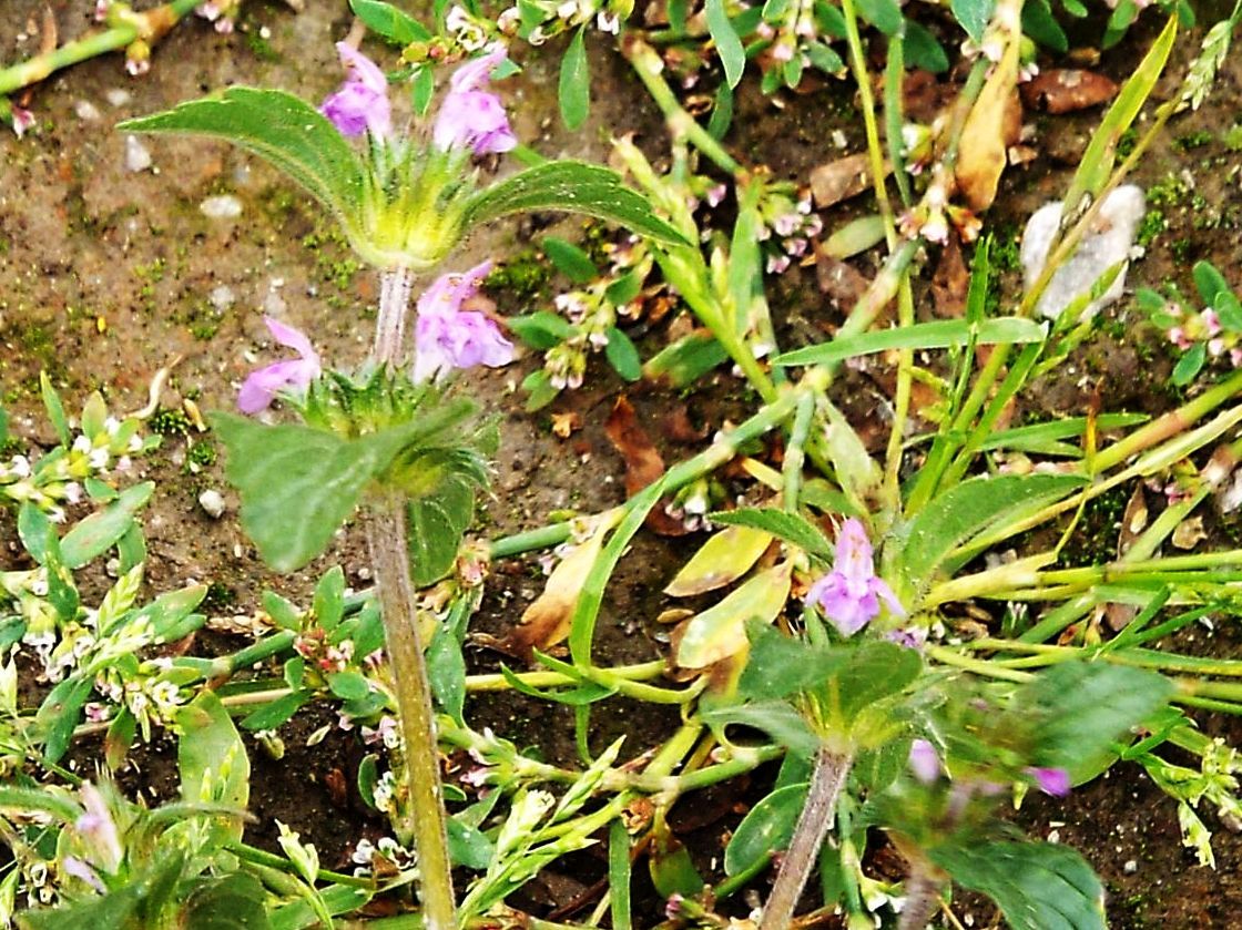 Galeopsis sp.  (Lamiaceae)