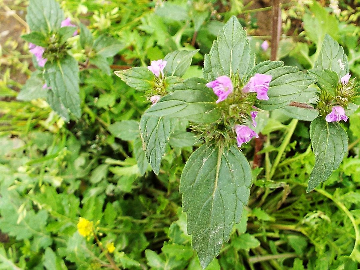 Galeopsis sp.  (Lamiaceae)