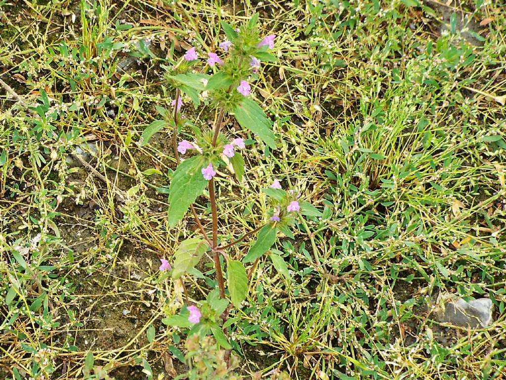 Galeopsis sp.  (Lamiaceae)