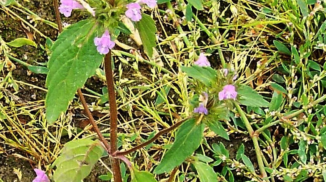 Galeopsis sp.  (Lamiaceae)