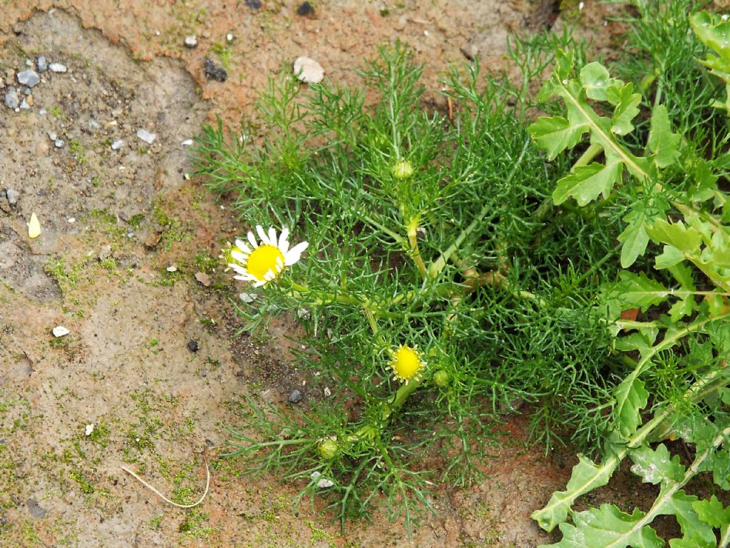 Asteraceae: cfr. Anthemis cotula ??