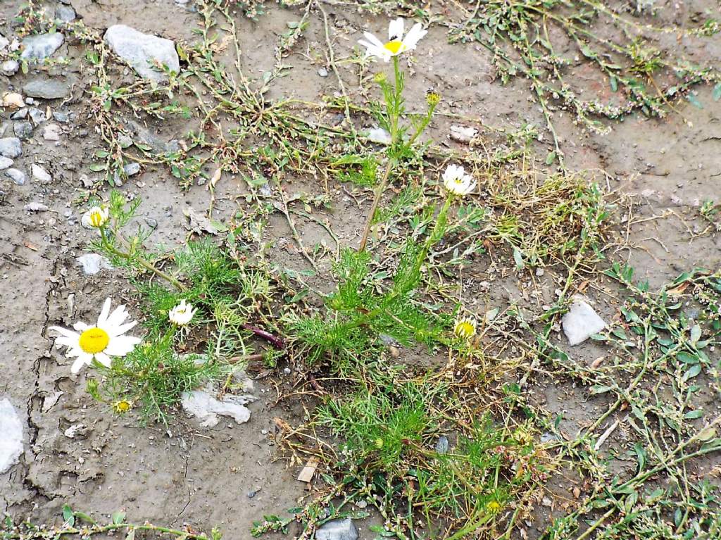 Asteraceae: cfr. Anthemis cotula ??