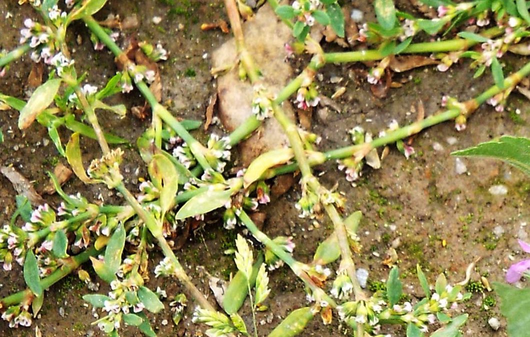 Polygonum sp. (Polygonaceae):   P. aviculare ?