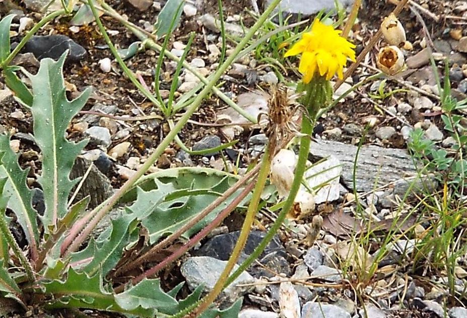 Altra asteracea:  Leontodon sp.