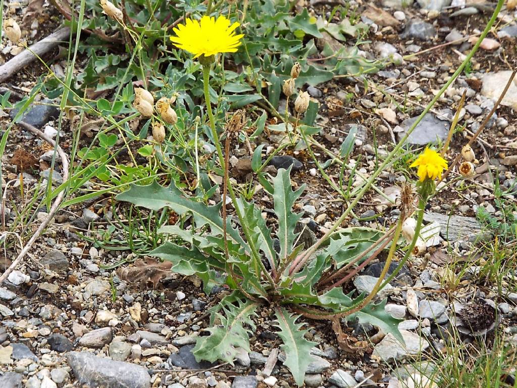 Altra asteracea:  Leontodon sp.