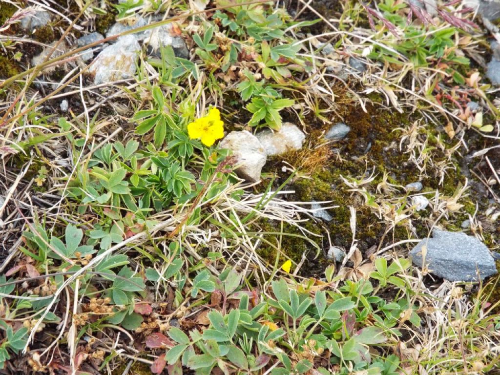 Potentilla cfr. aurea (Rosaceae)