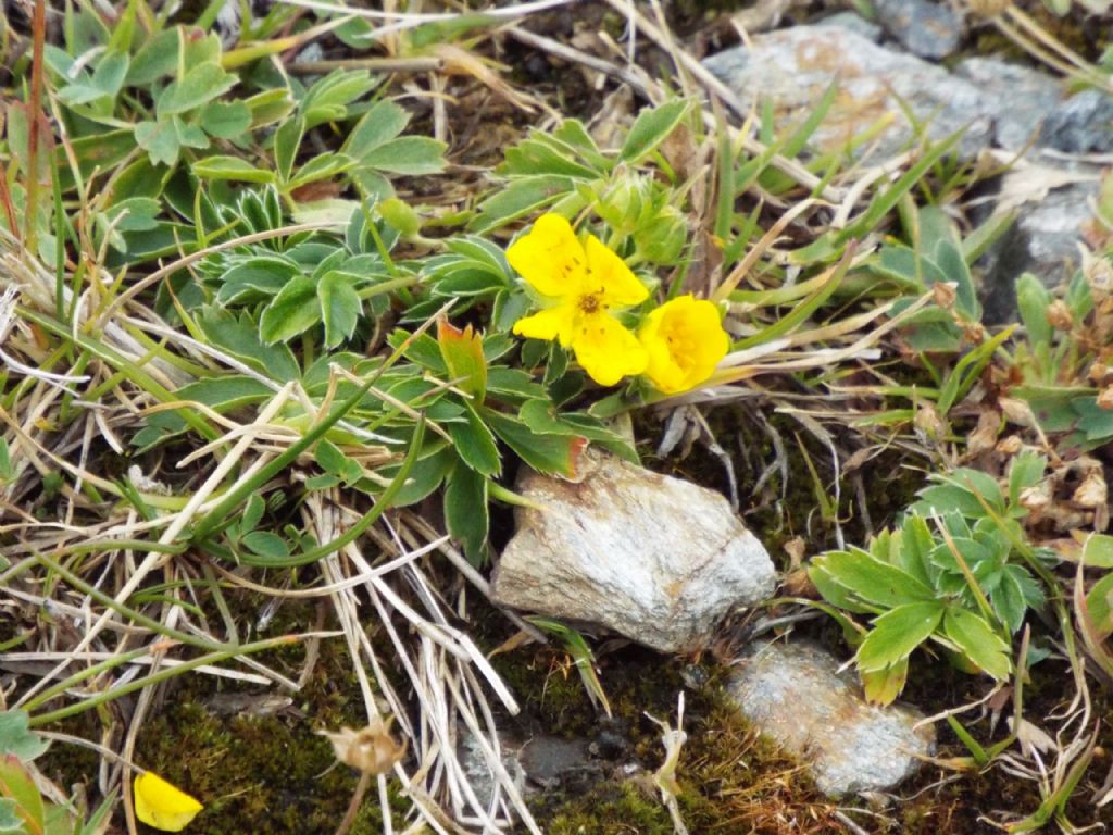 Potentilla cfr. aurea (Rosaceae)