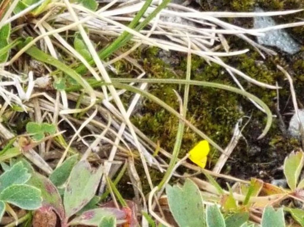 Potentilla cfr. aurea (Rosaceae)