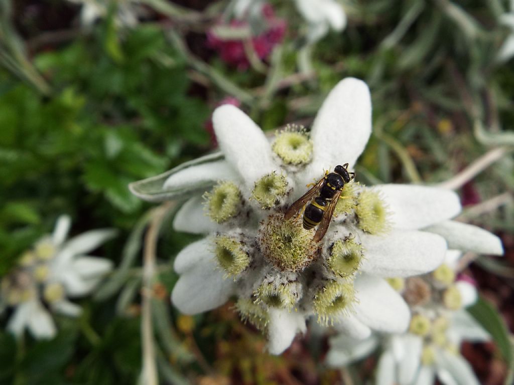 Vespa su stella alpina:  Vespidae Eumeninae:  cfr. Ancistrocerus