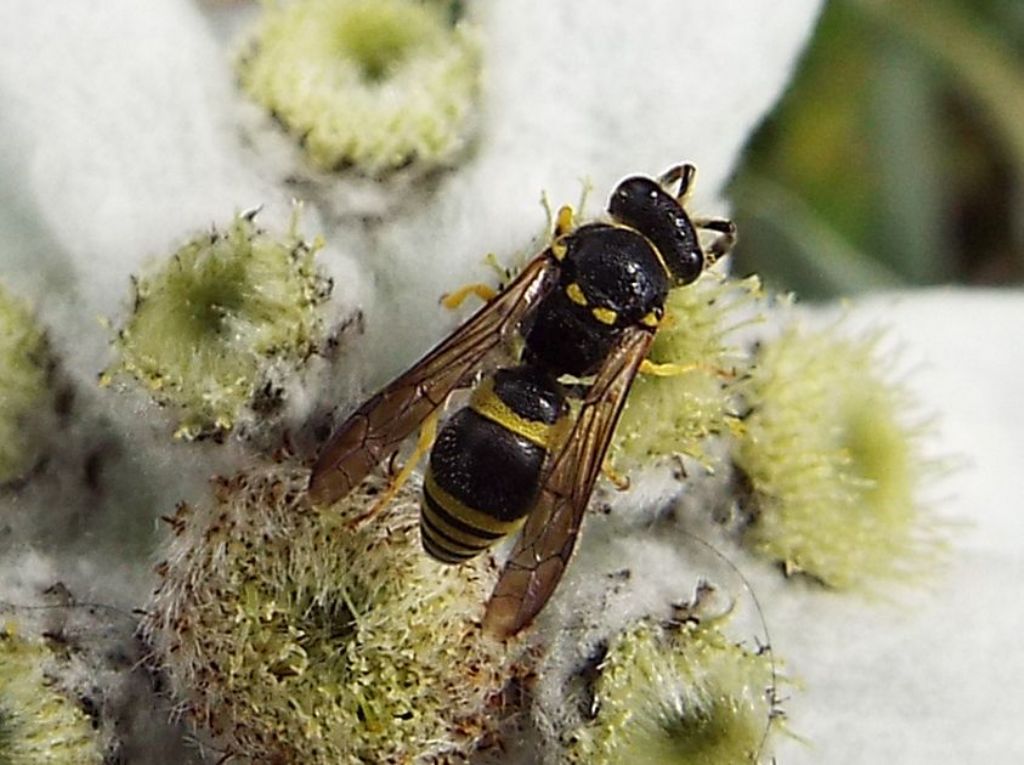 Vespa su stella alpina:  Vespidae Eumeninae:  cfr. Ancistrocerus