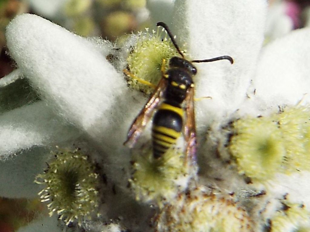 Vespa su stella alpina:  Vespidae Eumeninae:  cfr. Ancistrocerus