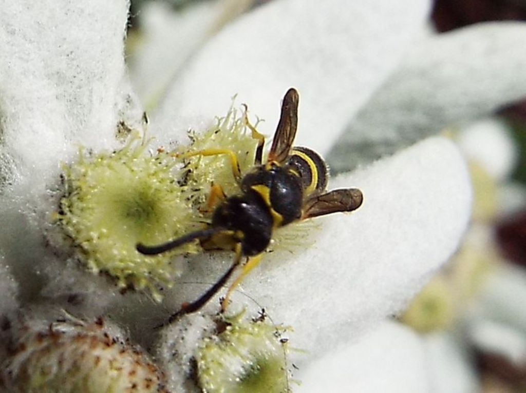 Vespa su stella alpina:  Vespidae Eumeninae:  cfr. Ancistrocerus