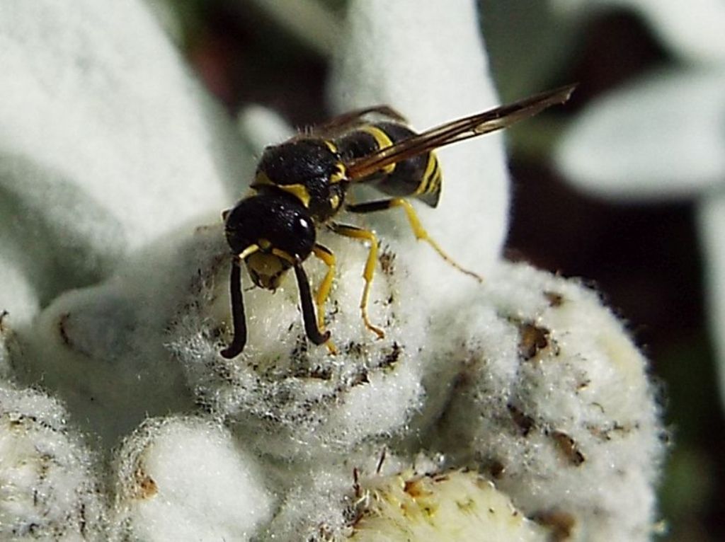 Vespa su stella alpina:  Vespidae Eumeninae:  cfr. Ancistrocerus