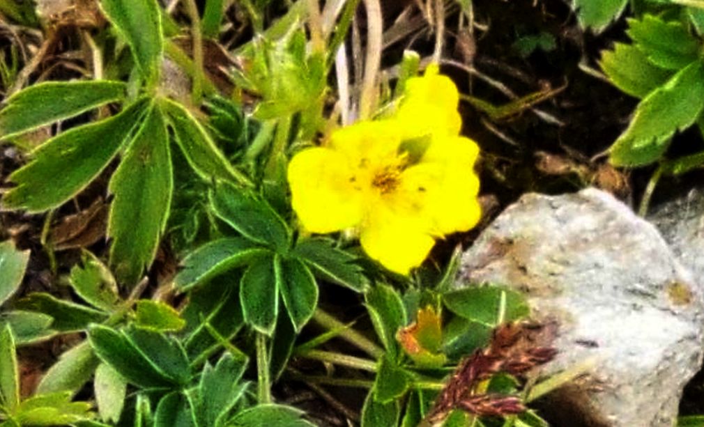 Potentilla cfr. aurea (Rosaceae)