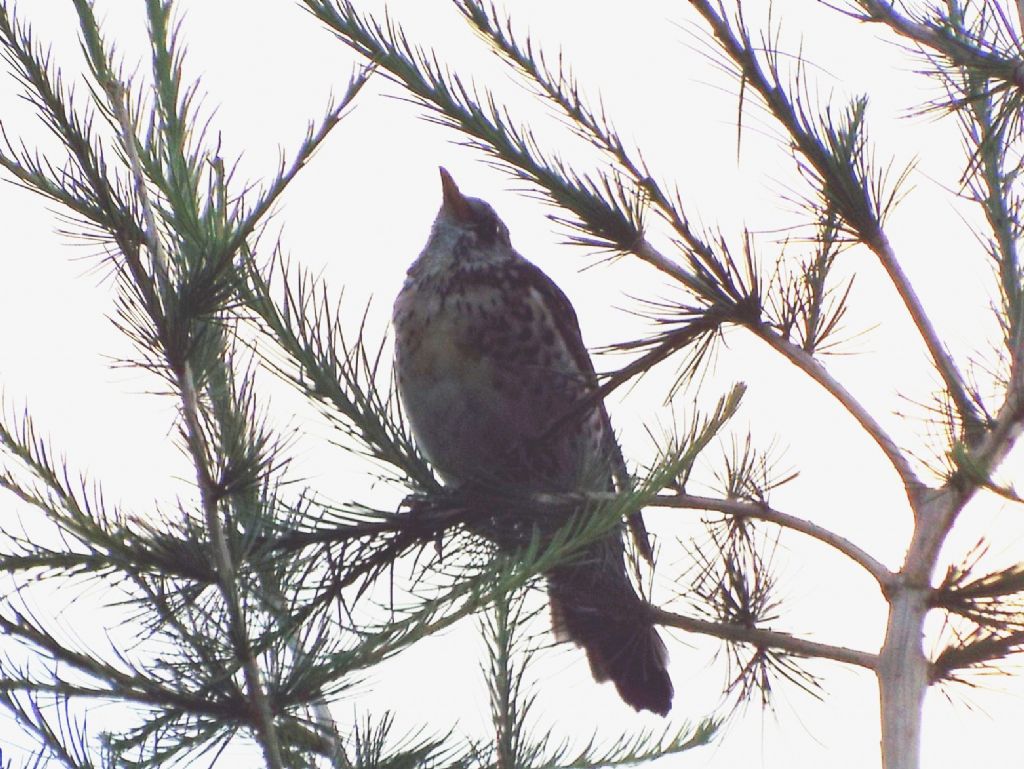 Cesene (Turdus pilaris) ? S !