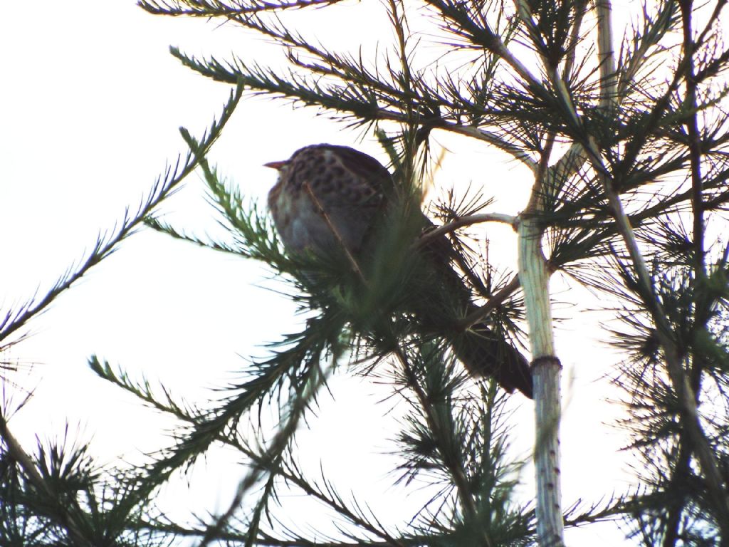 Cesene (Turdus pilaris) ? S !