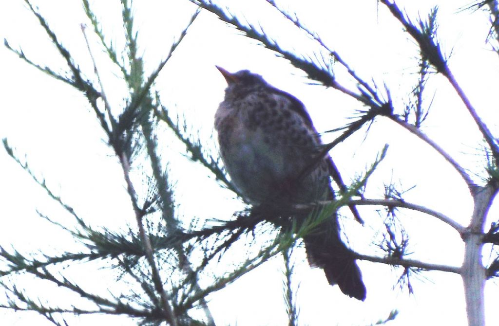 Cesene (Turdus pilaris) ? S !