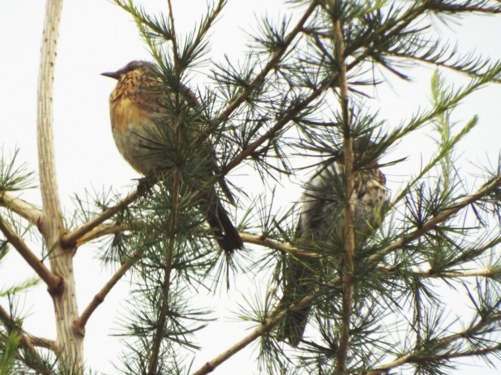 Cesene (Turdus pilaris) ? S !