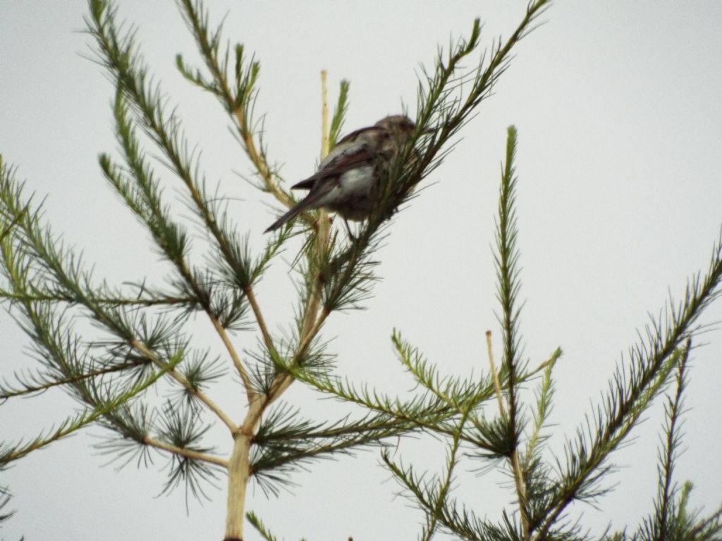 Cesene (Turdus pilaris) ? S !