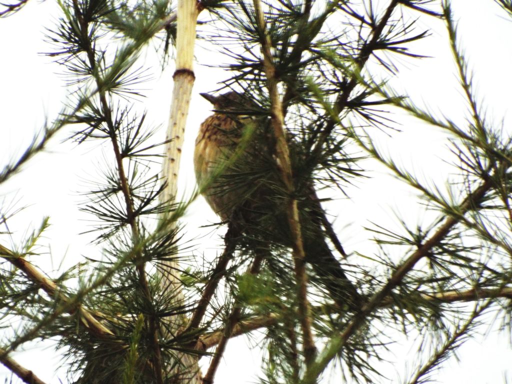 Cesene (Turdus pilaris) ? S !