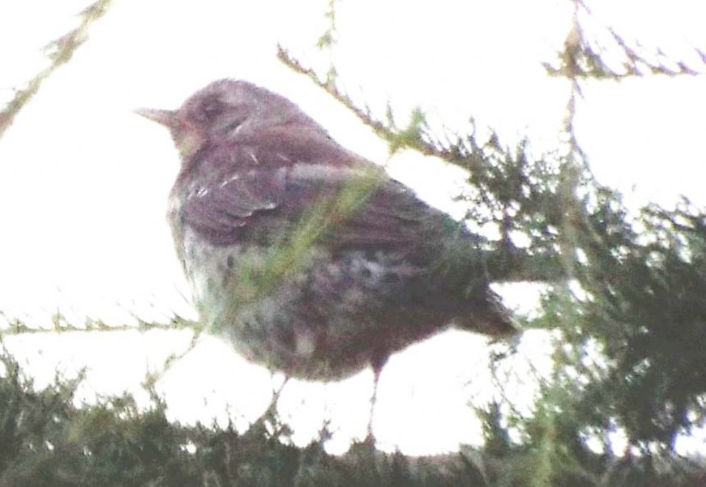 Cesene (Turdus pilaris) ? S !