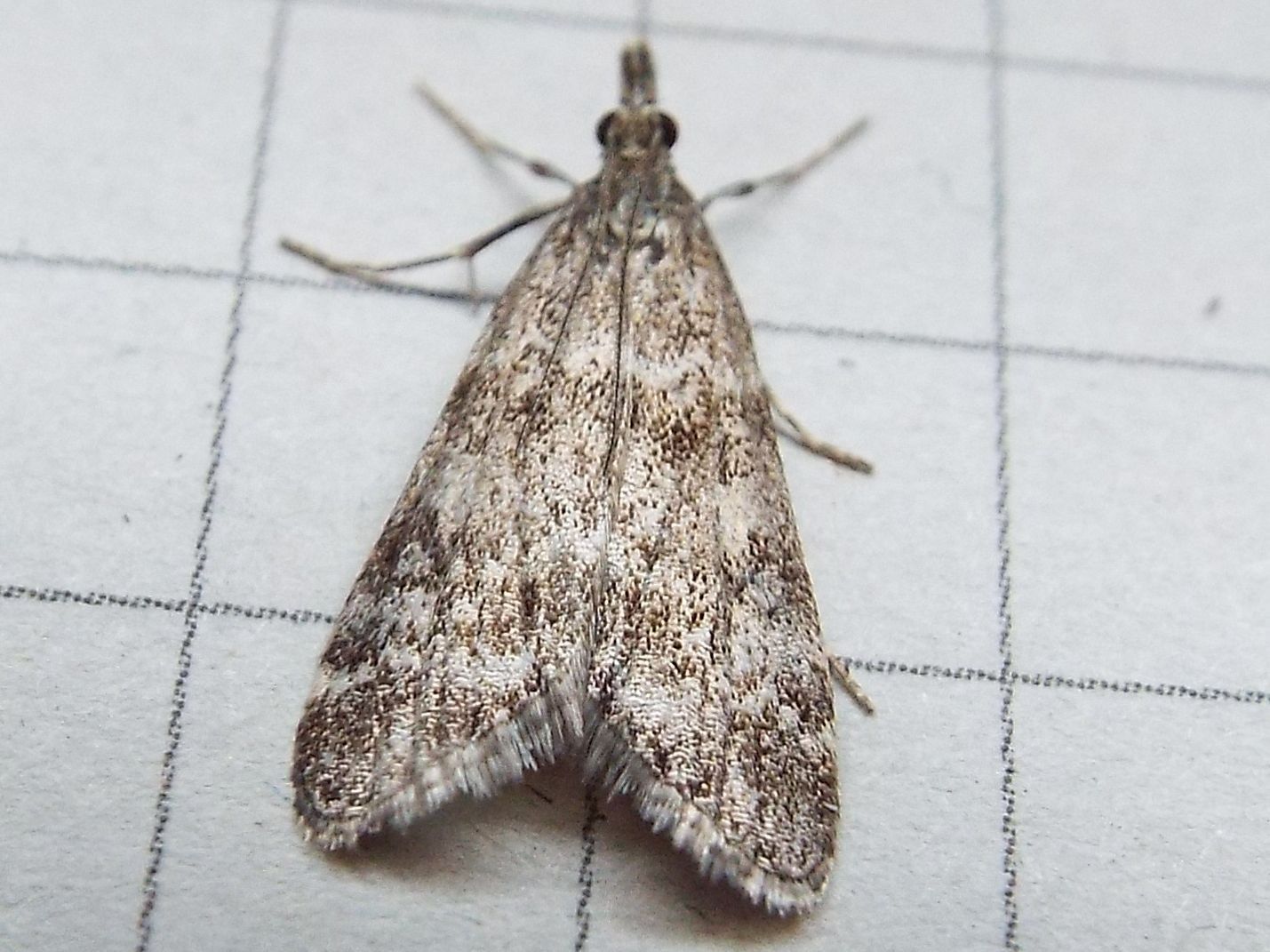 Crambidae: Eudonia sp.  (cfr.E. Lacustrata ?)