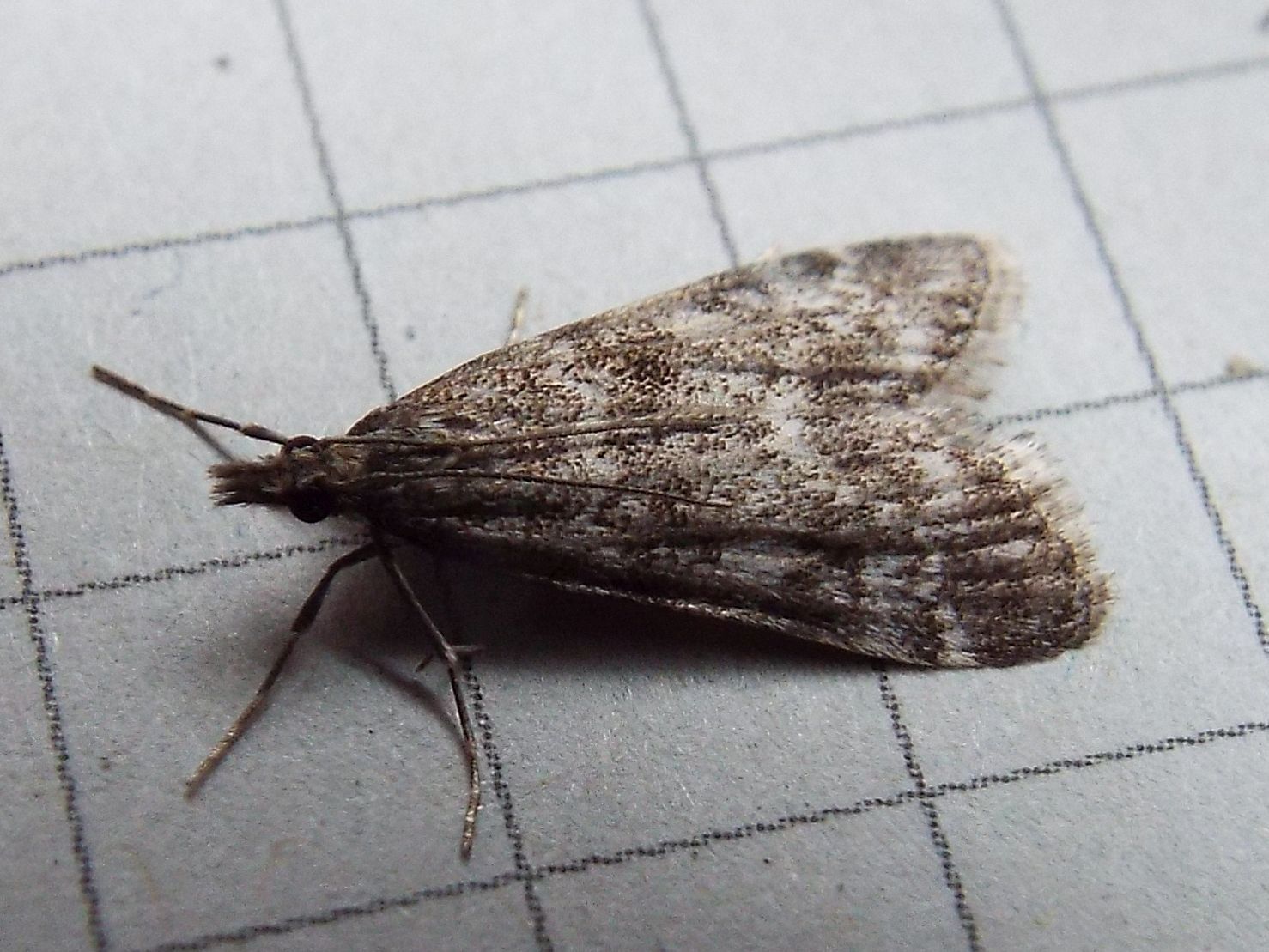 Crambidae: Eudonia sp.  (cfr.E. Lacustrata ?)