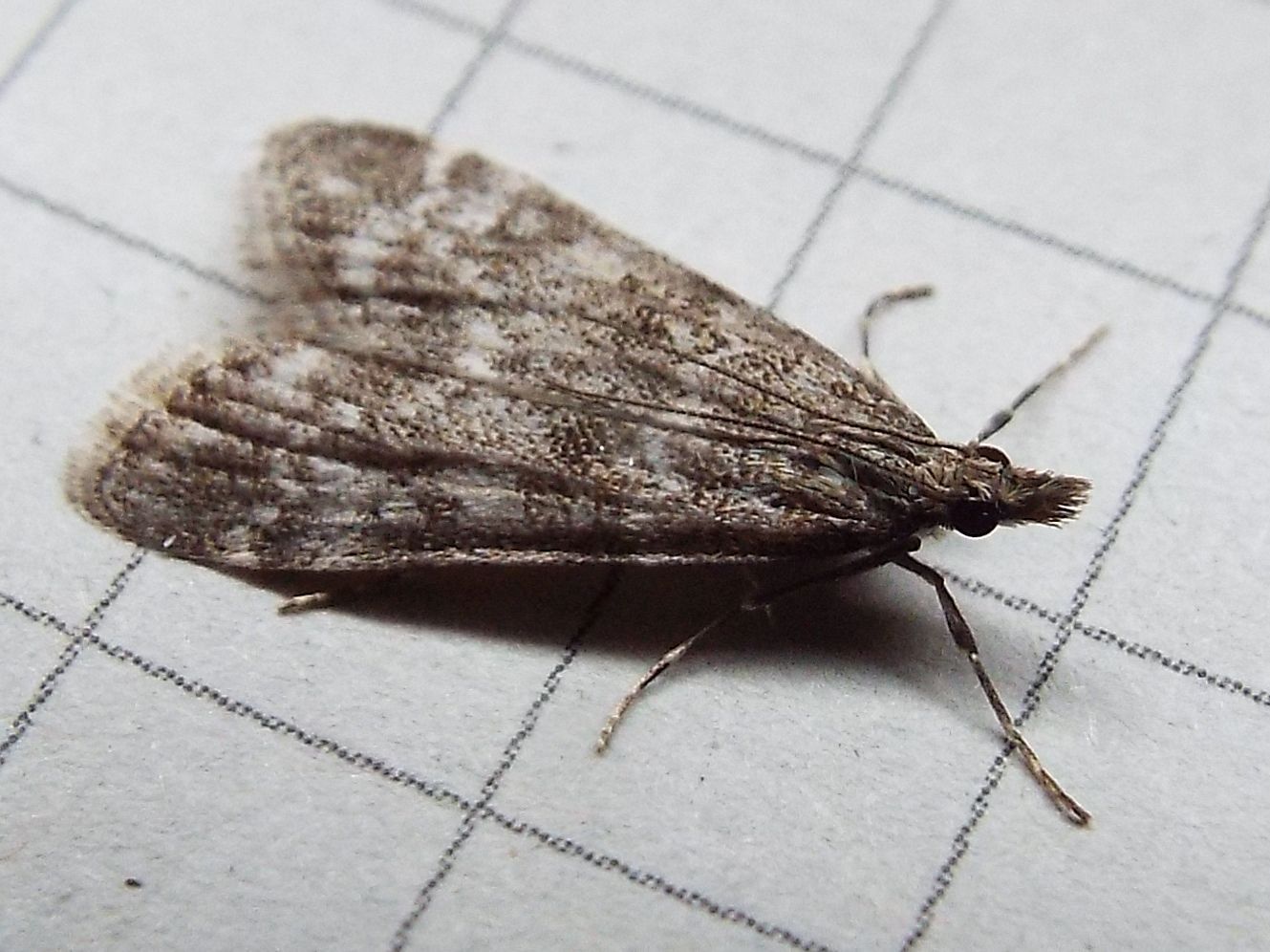 Crambidae: Eudonia sp.  (cfr.E. Lacustrata ?)