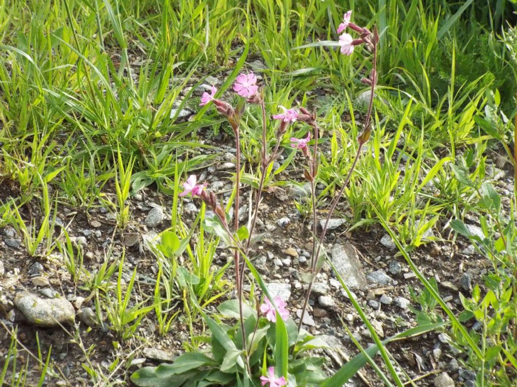 Silene dioica (Caryophyllaceae)