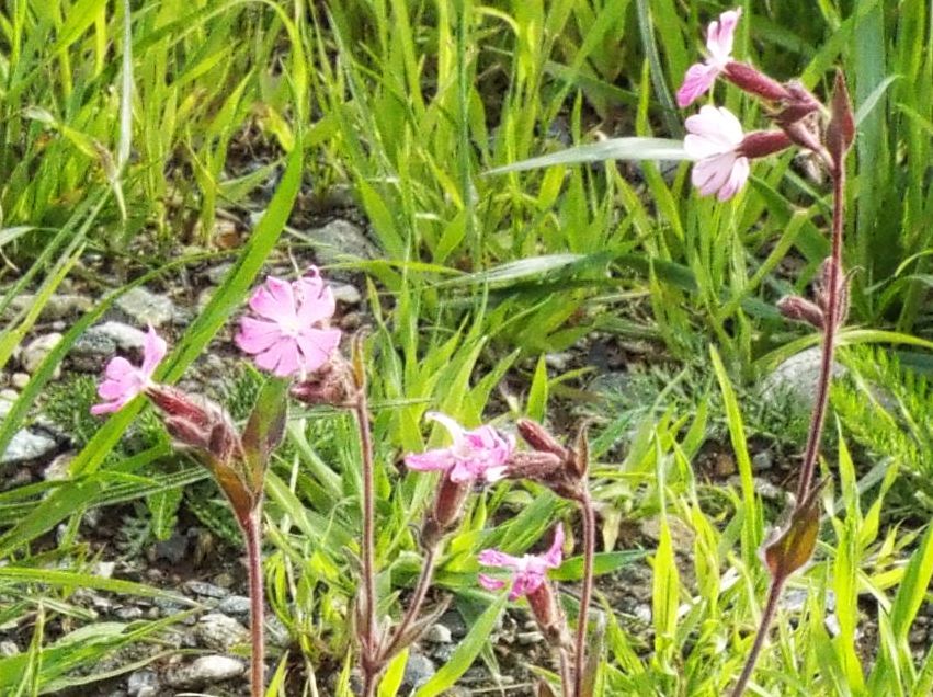 Silene dioica (Caryophyllaceae)