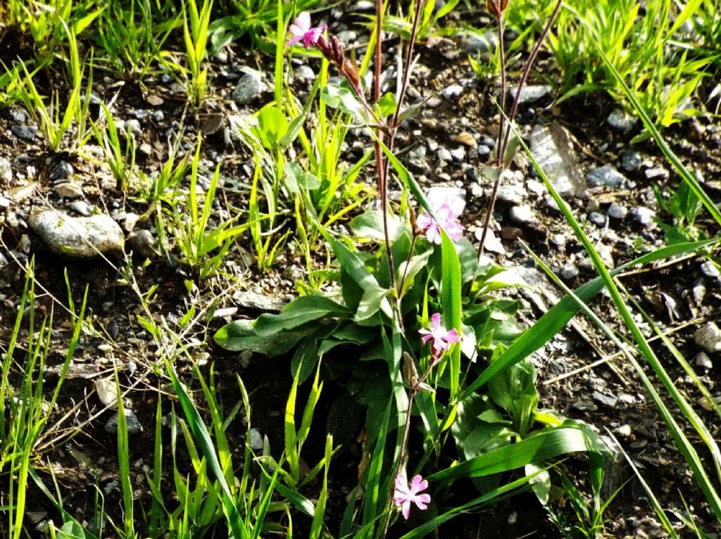 Silene dioica (Caryophyllaceae)