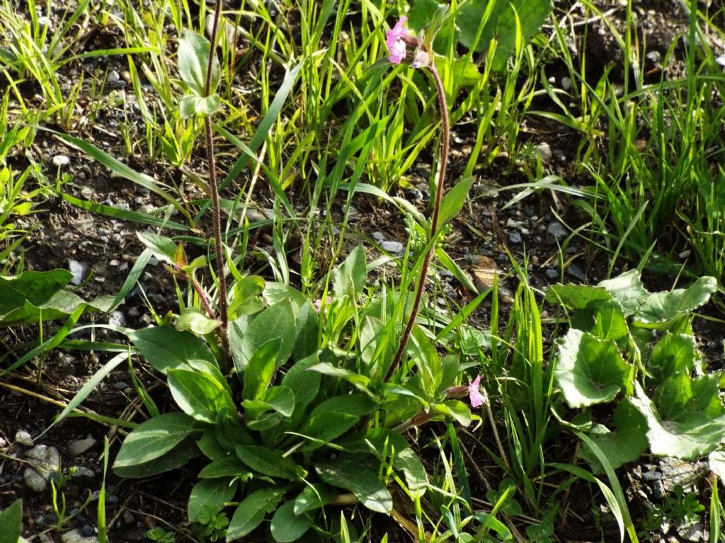 Silene dioica (Caryophyllaceae)