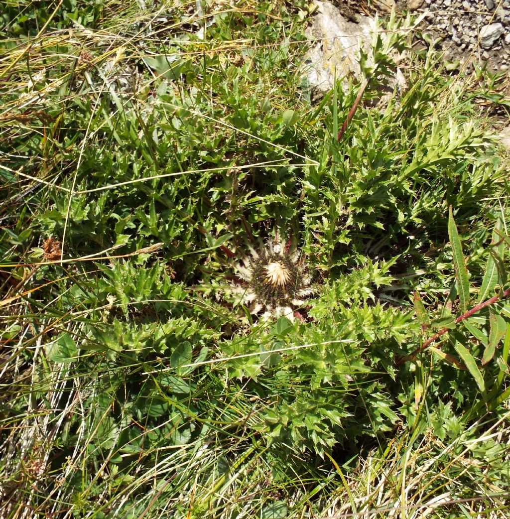 Carlina acaulis (Asteraceae)