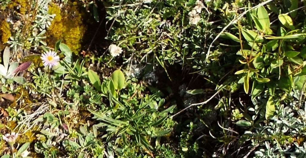 Asteraceae: Erigeron alpinus