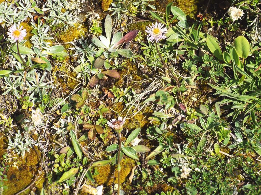 Asteraceae: Erigeron alpinus