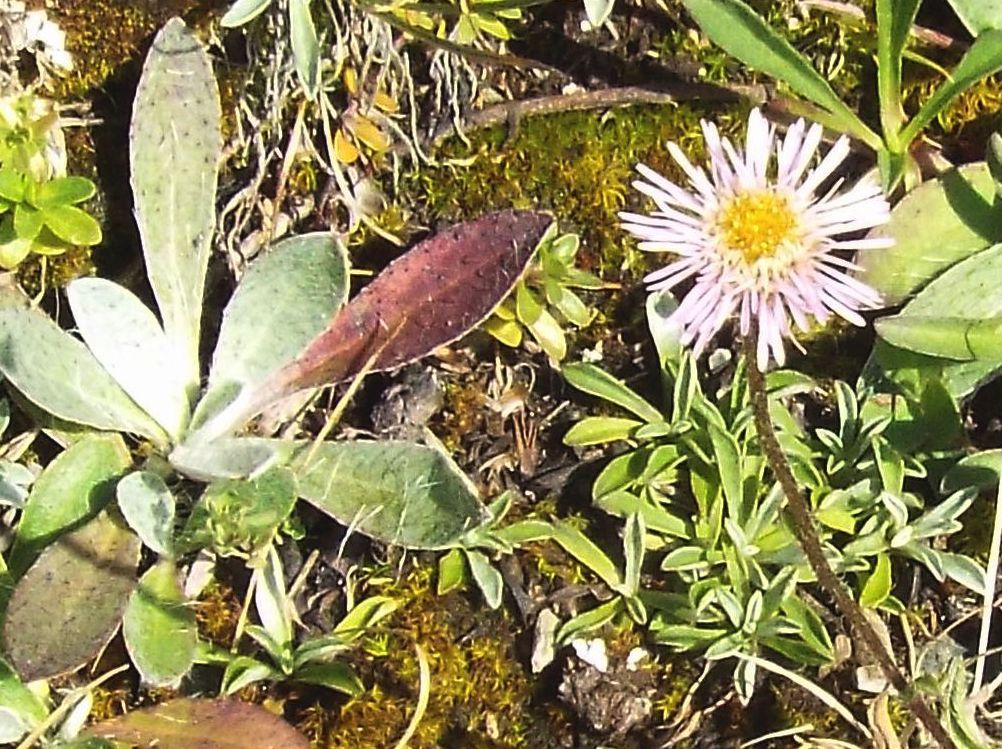 Asteraceae: Erigeron alpinus