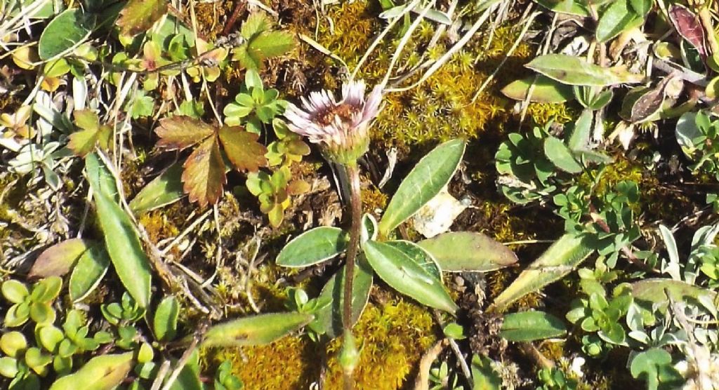 Asteraceae: Erigeron alpinus