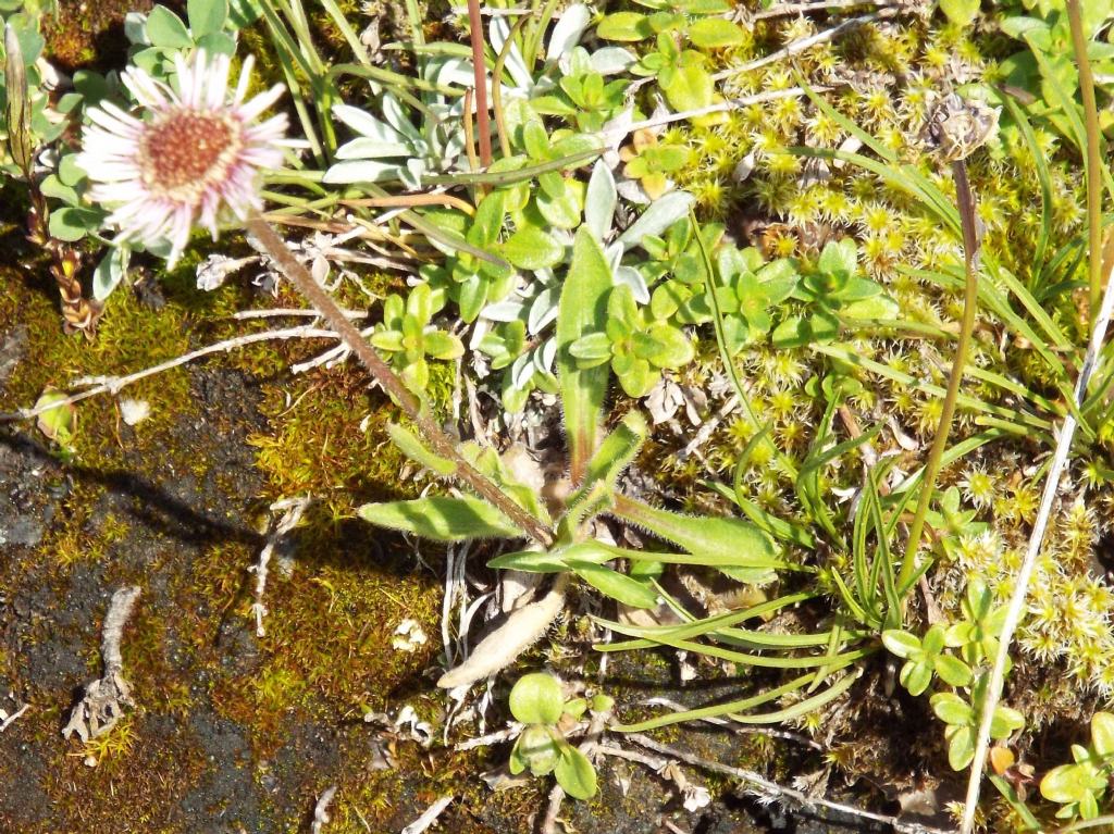 Asteraceae: Erigeron alpinus