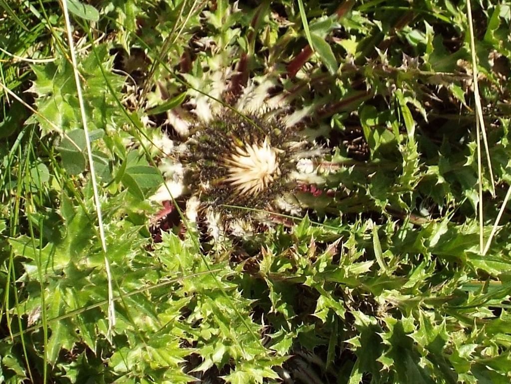 Carlina acaulis (Asteraceae)
