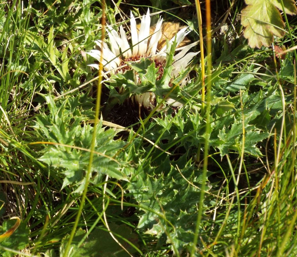 Carlina acaulis (Asteraceae)