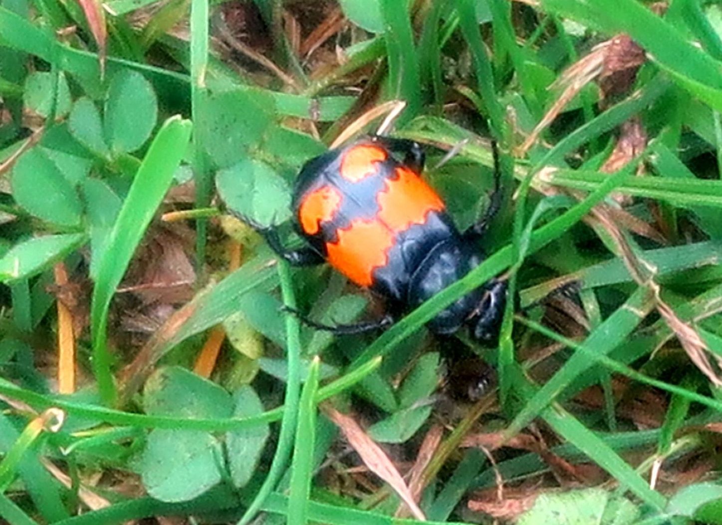 Silphidae: Nicrophorus vespilloides