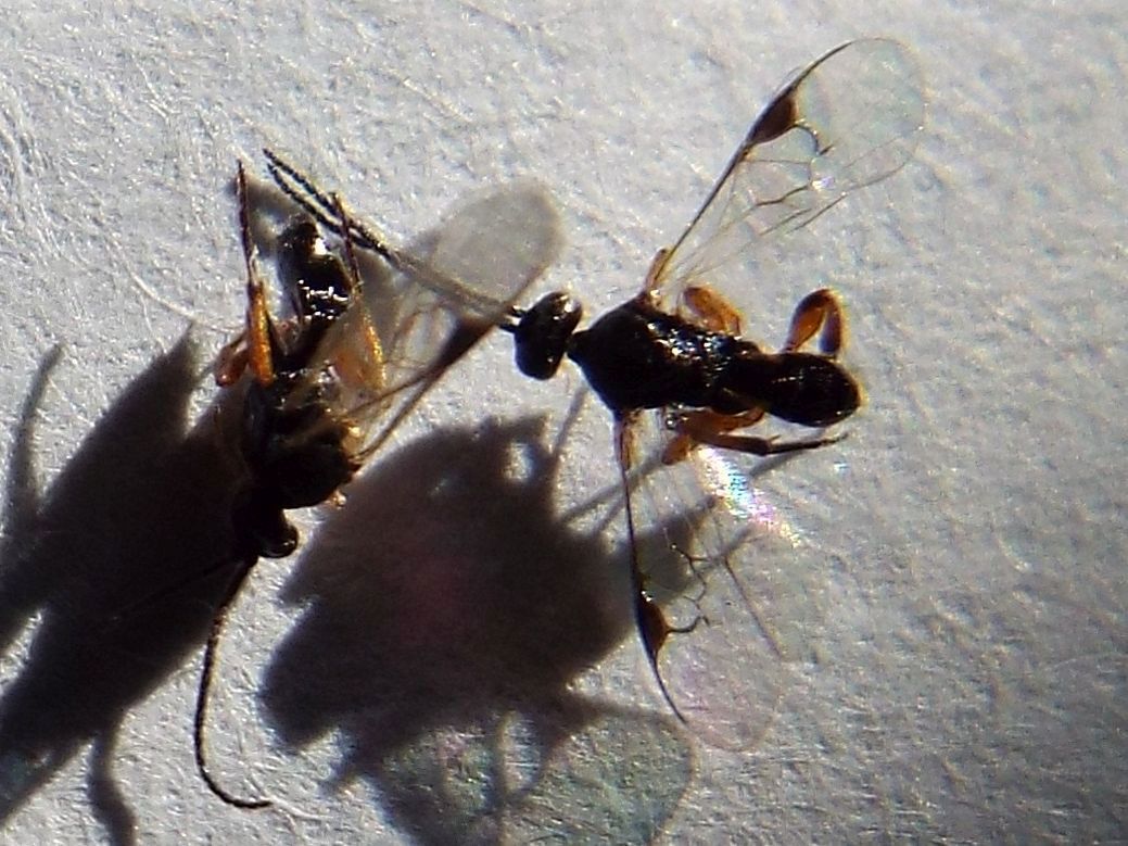 Parassiti usciti da larva di Pieris rapae: Apanteles sp. (Braconidae)