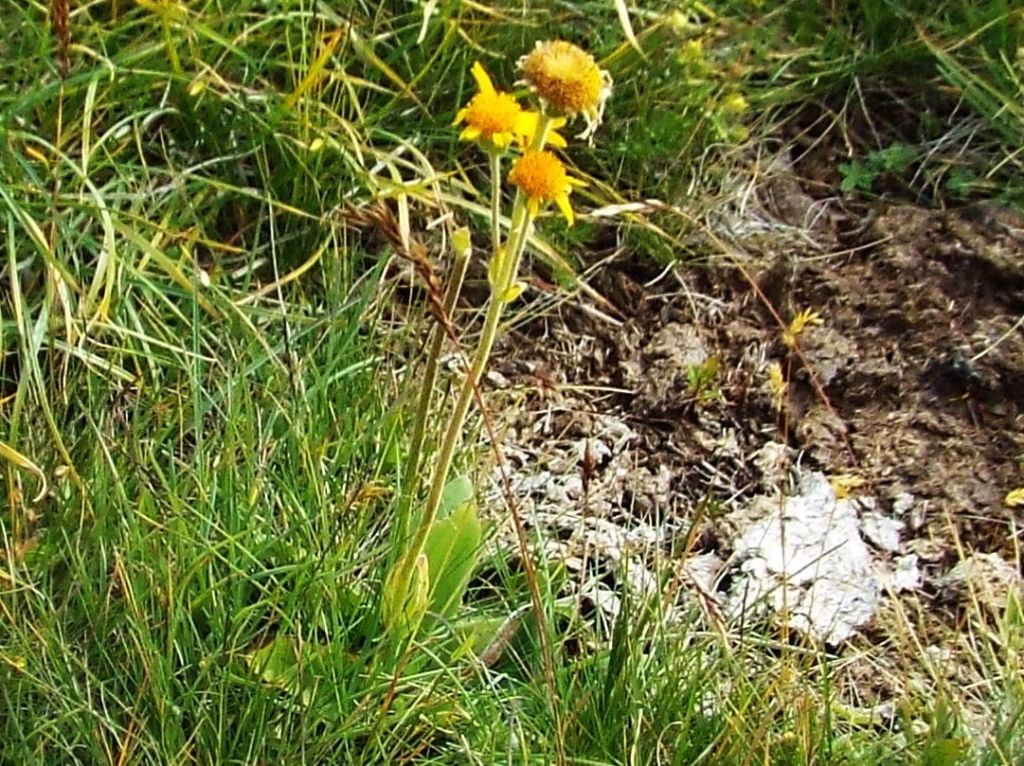 Asteraceae: Arnica montana e  Hypochaeris uniflora
