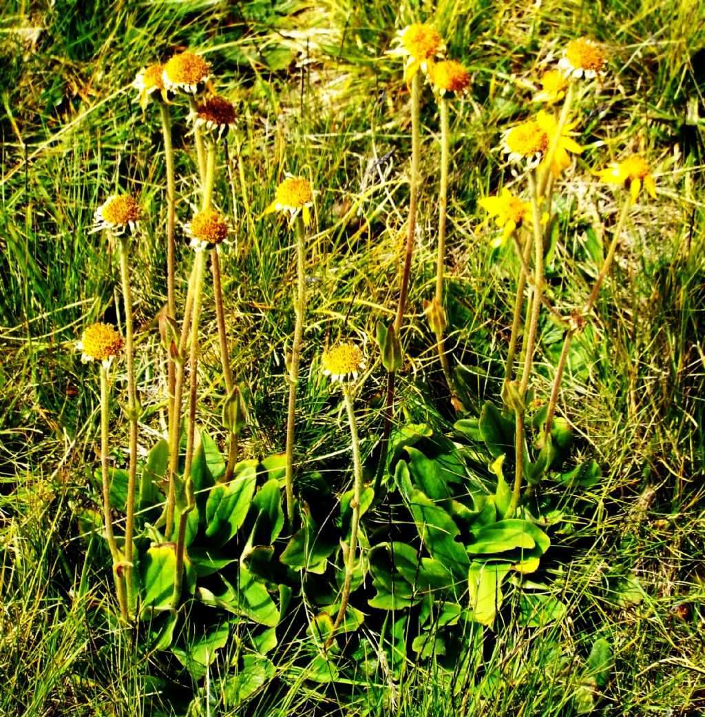 Asteraceae: Arnica montana e  Hypochaeris uniflora