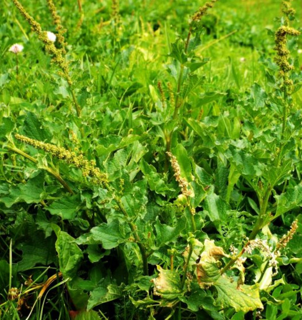 Chenopodium bonus-henricus (Caryophyllales Chenopodiaceae)