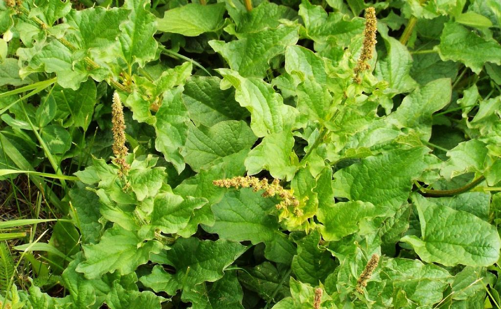 Chenopodium bonus-henricus (Caryophyllales Chenopodiaceae)