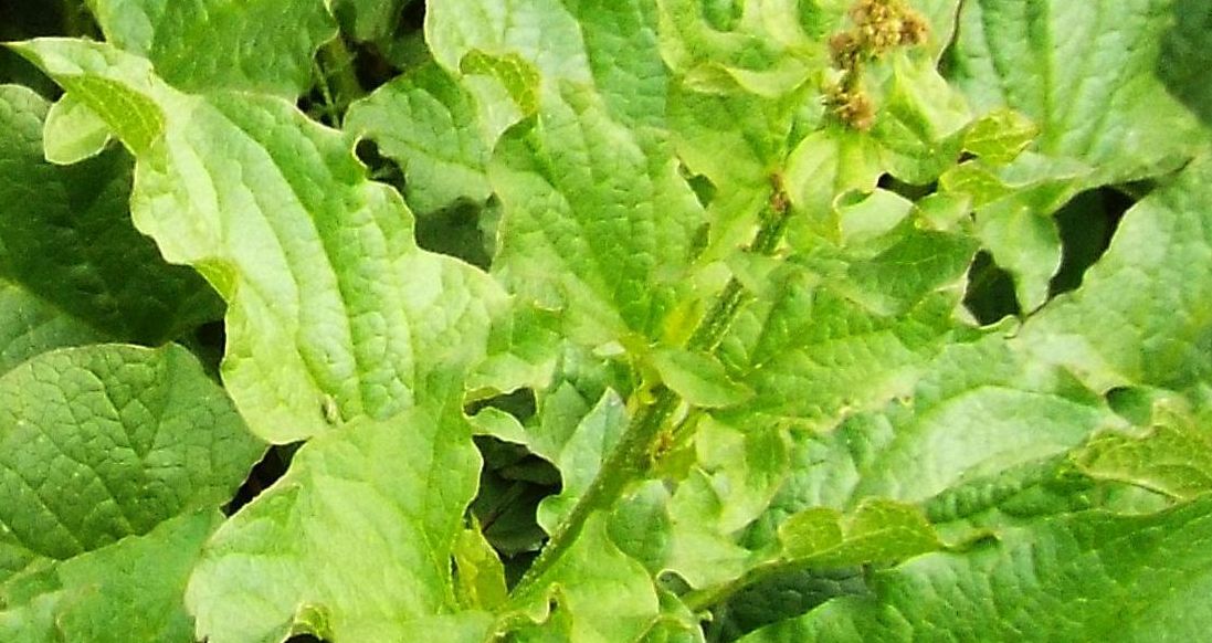 Chenopodium bonus-henricus (Caryophyllales Chenopodiaceae)