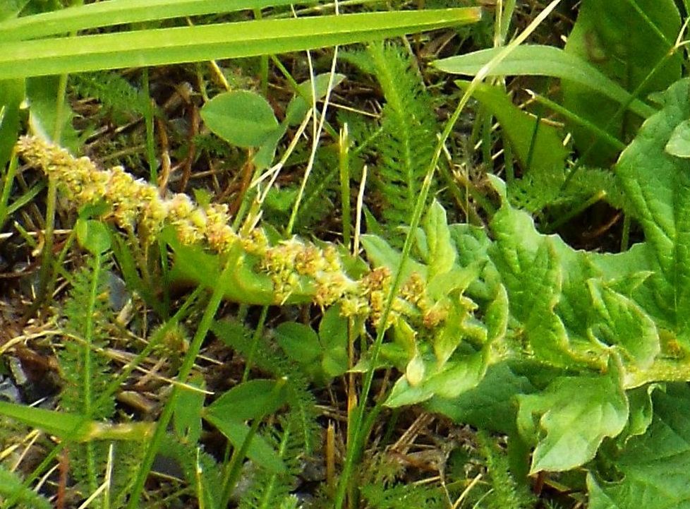 Chenopodium bonus-henricus (Caryophyllales Chenopodiaceae)